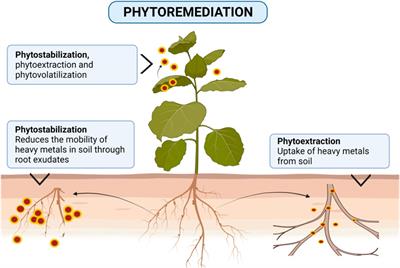 Biochar applications for treating potentially toxic elements (PTEs) contaminated soils and water: a review